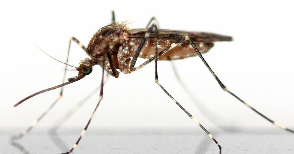 The Town of Hayden will be spraying for mosquitoes again this year.