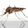 The Town of Hayden will be spraying for mosquitoes again this year.
